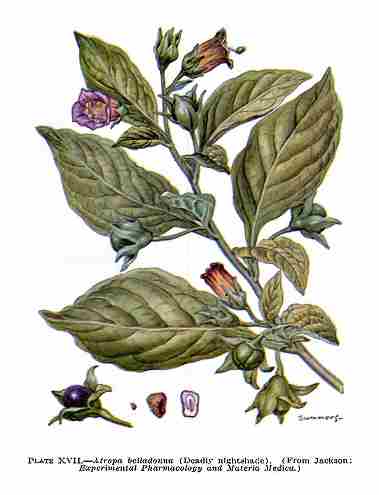 belladonna